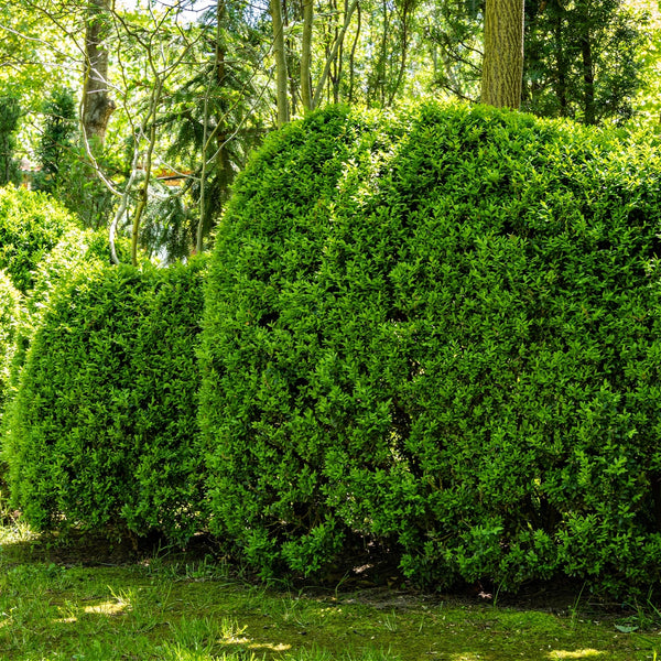 Wintergreen Boxwood Shrub