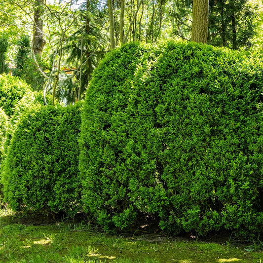 Vibrant Wintergreen Boxwood shrub with lush, dense, rounded green hedge