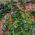 Vibrant purple wisteria flowers cascading over red brick wall