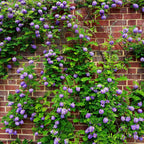 Vibrant purple wisteria flowers cascading over red brick wall