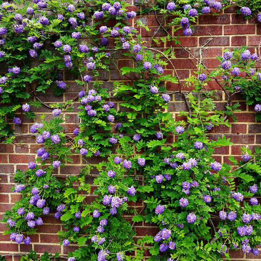 Vibrant purple wisteria flowers cascading over red brick wall