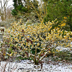 Snow-dusted Witch Hazel seedlings with golden flowers, slender branches, dark brown seed pods