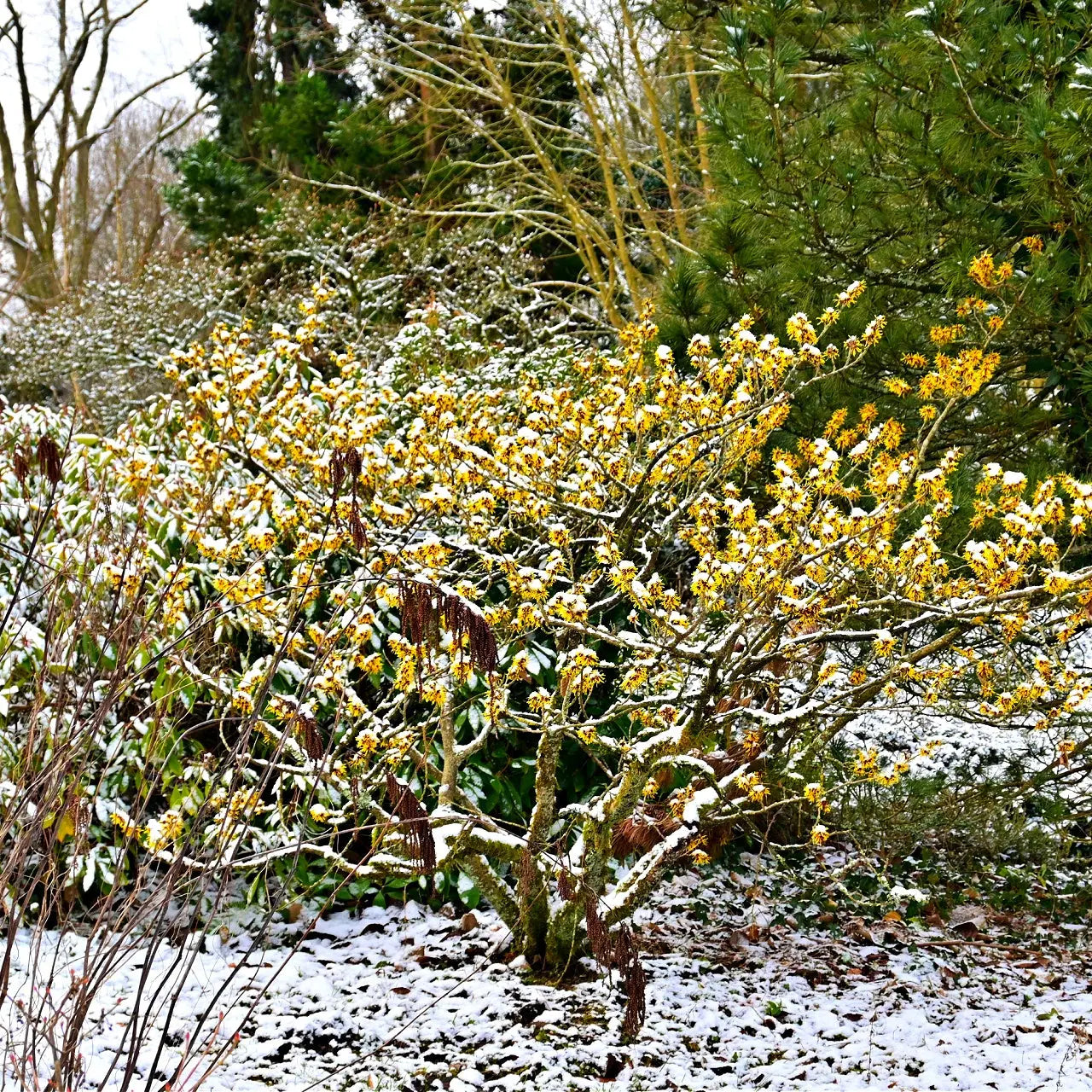 Snow-dusted Witch Hazel seedlings with golden flowers, slender branches, dark brown seed pods