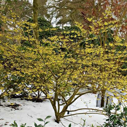 Vibrant yellow Witch Hazel shrub with delicate blossoms in snowy landscape