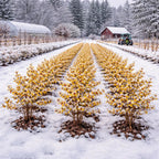 Vibrant yellow Witch Hazel seedlings blooming in snowy winter garden
