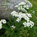Clusters of delicate white yarrow flowers with feathery green foliage
