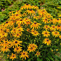 Vibrant yellow coneflower black-eyed susans with brown centers amid green foliage