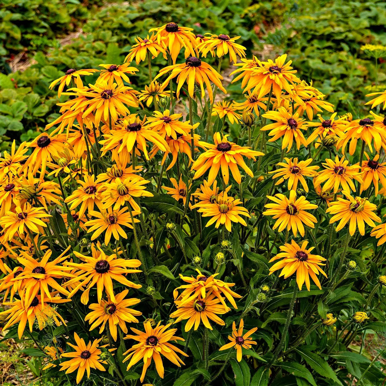 Vibrant yellow coneflower black-eyed susans with brown centers amid green foliage