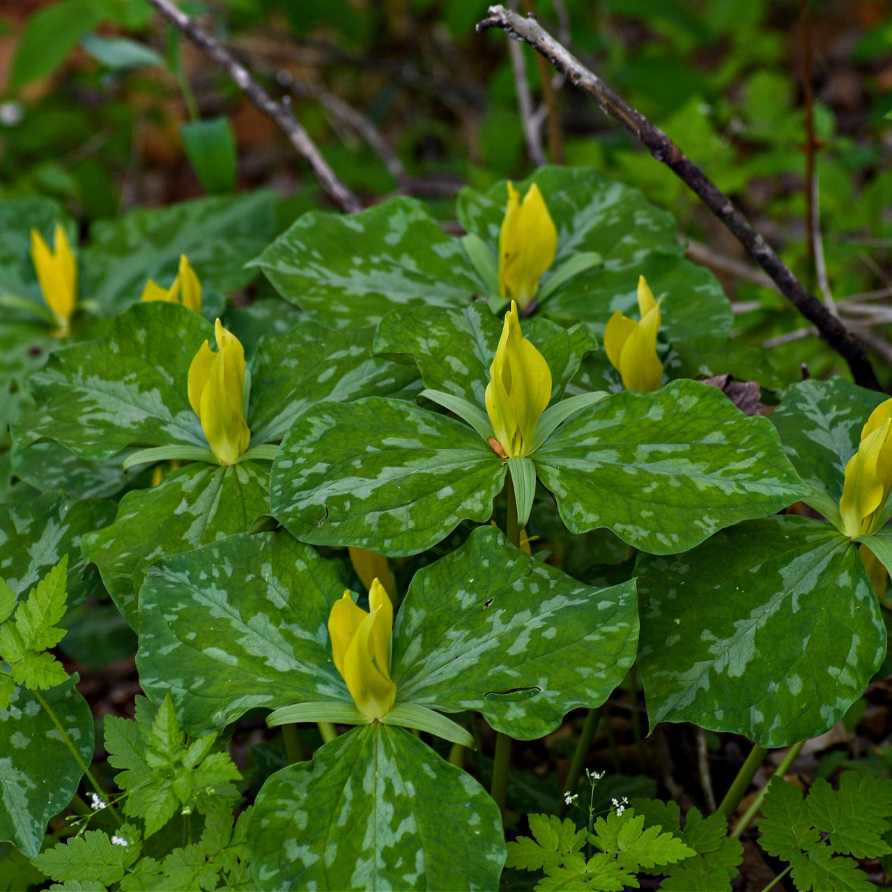 Yellow Trillium Plant