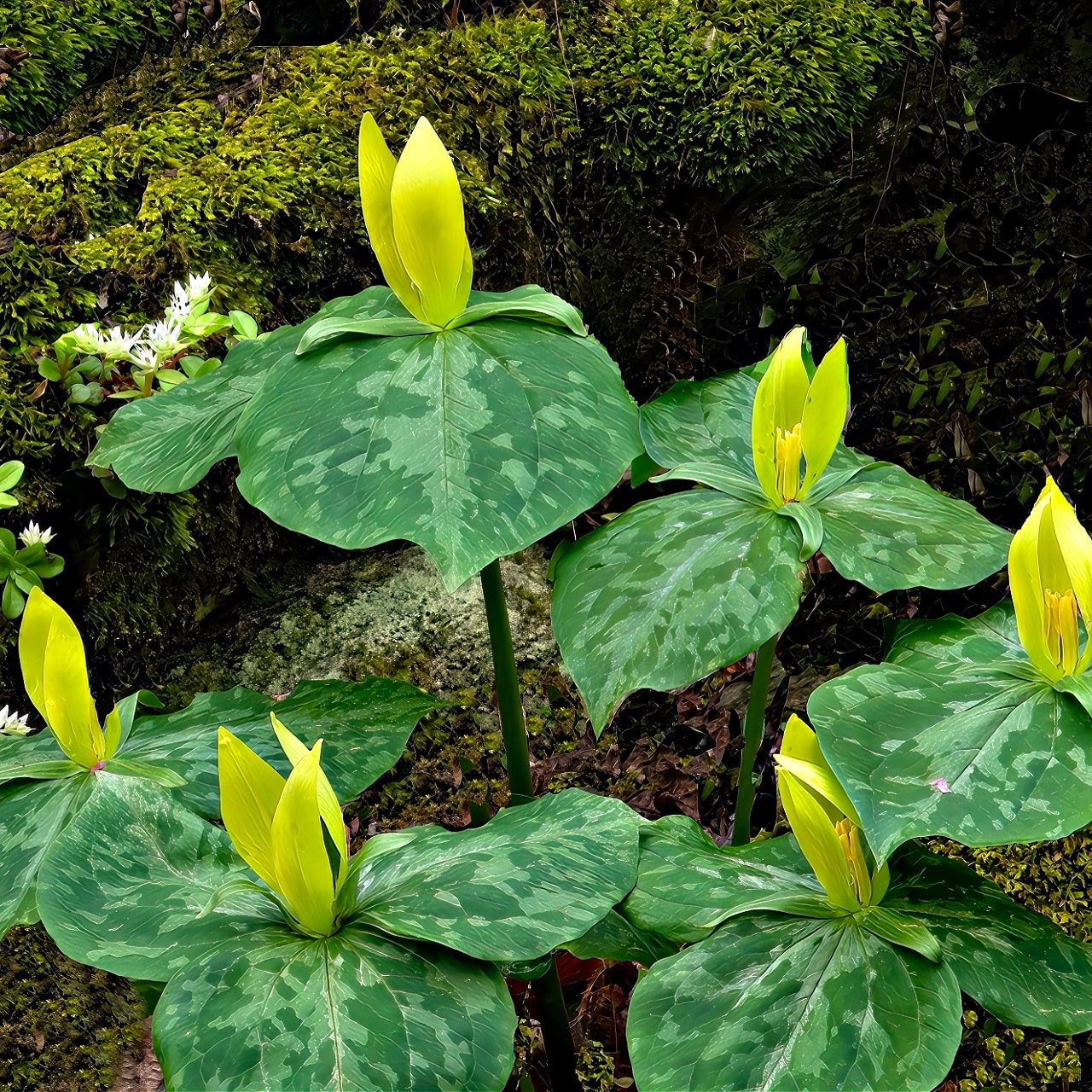 Yellow Trillium Plants