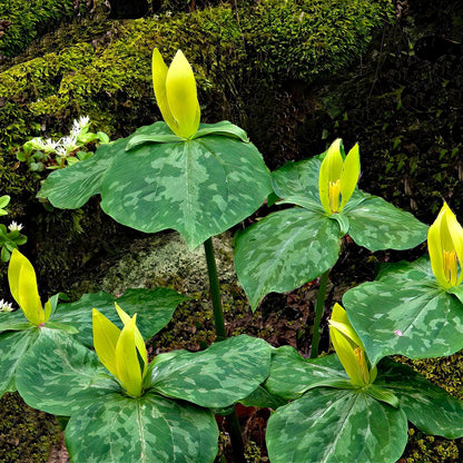 Yellow Trillium Plants for sale