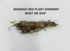 Bearded Iris Plant