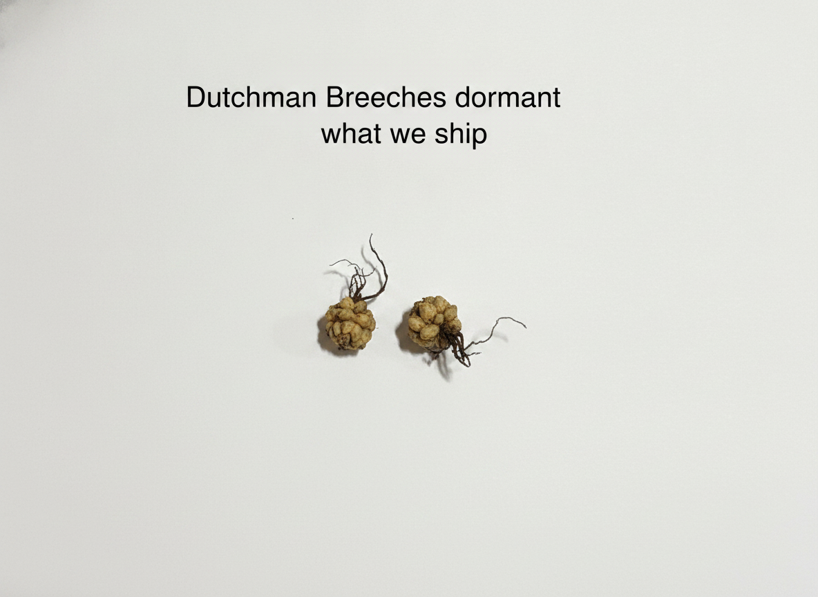 Dutchman Breeches