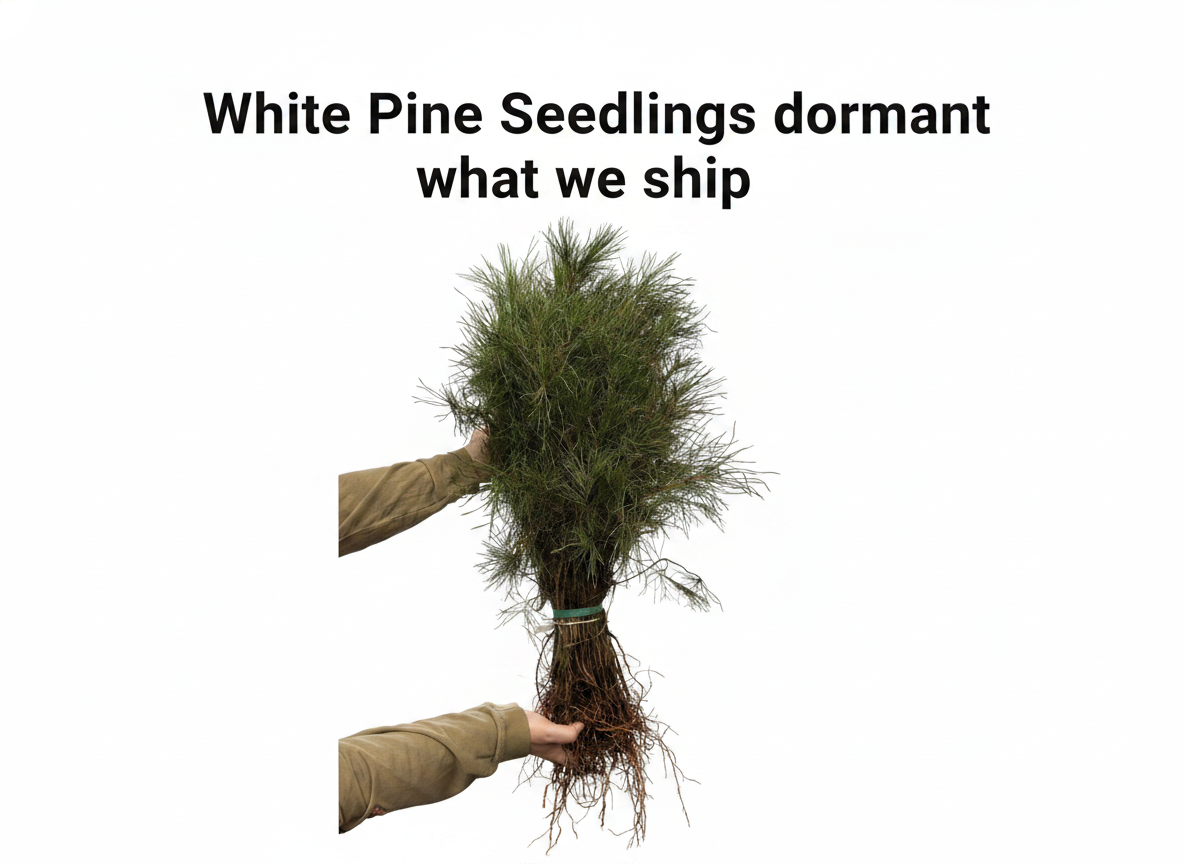 White Pine Seedlings