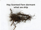 Hay Scented Fern