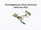 Partridgeberry Plant