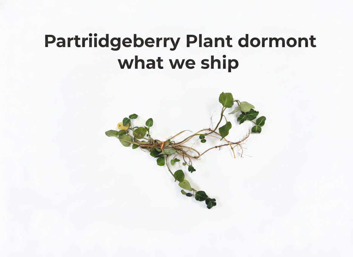 Partridgeberry Plant