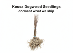 Kousa Dogwood Seedlings