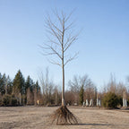 Lace Bark Elm
