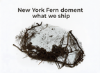 New York Fern