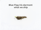 Blue Flag Iris