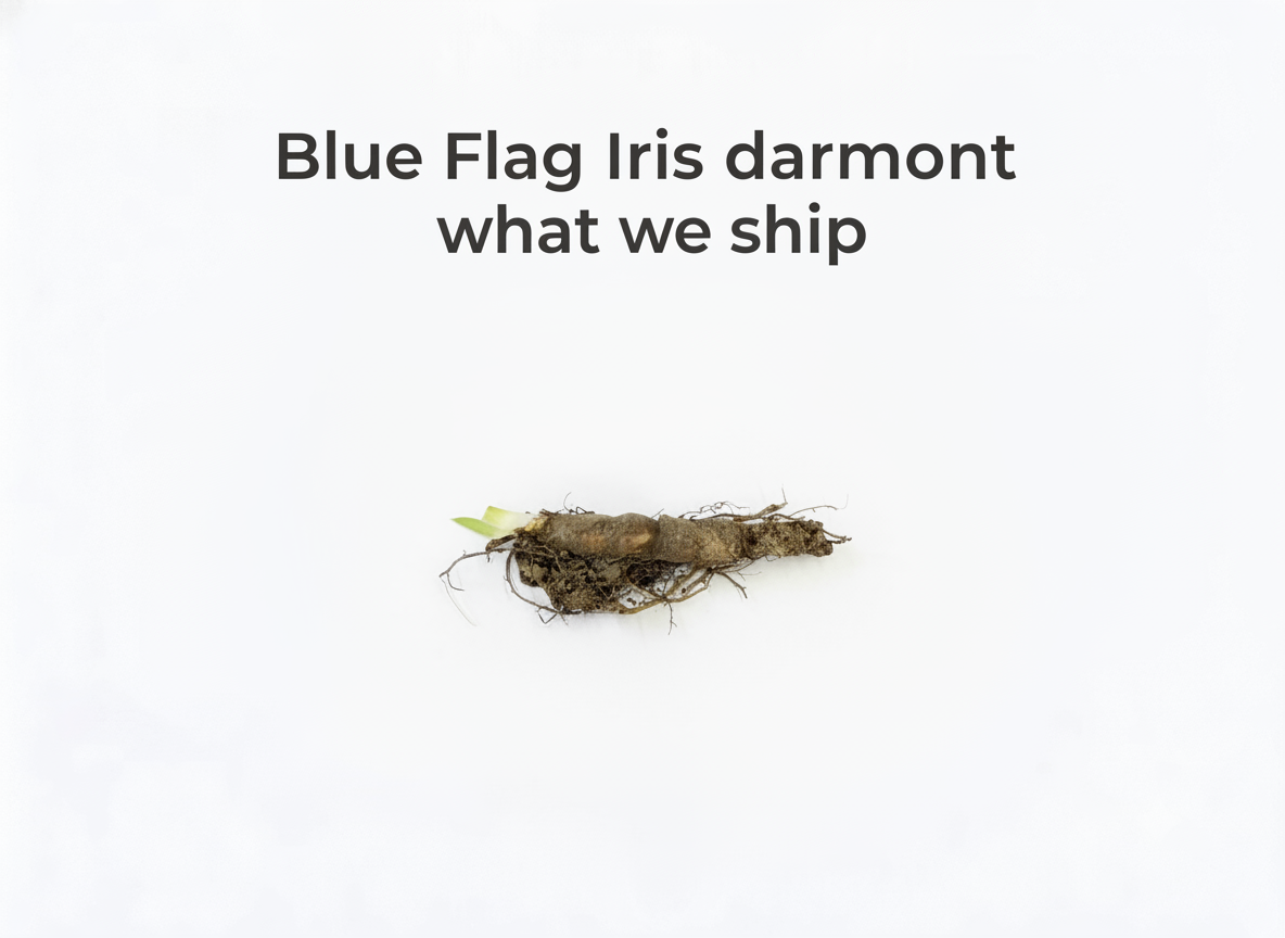 Blue Flag Iris