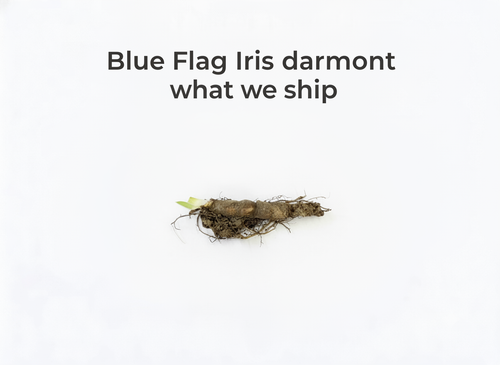 Blue Flag Iris