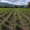 Elderberry Seedlings