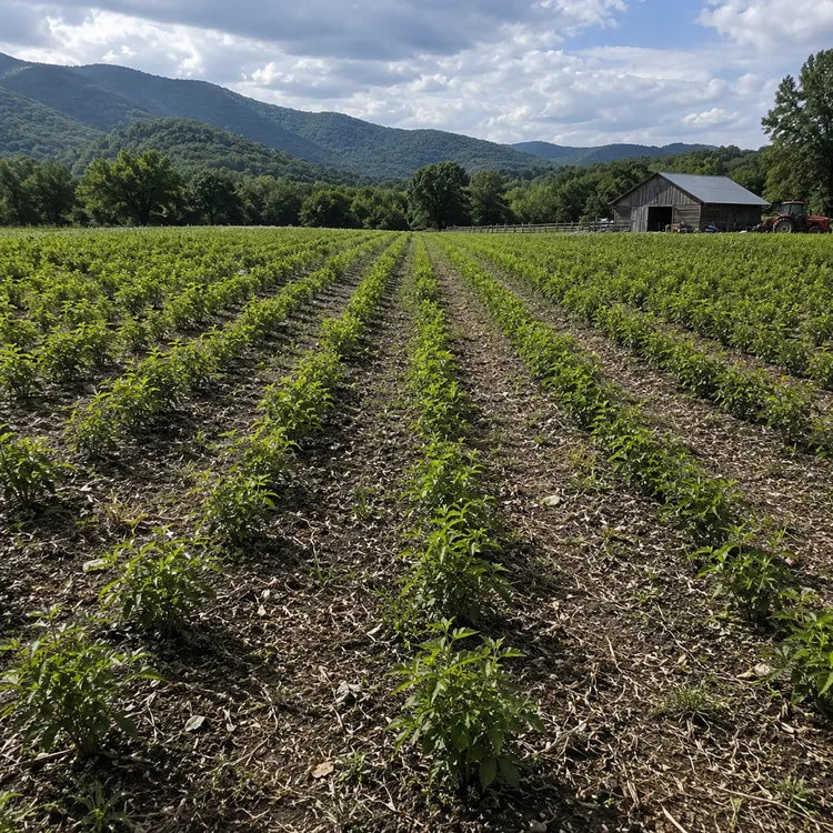 Elderberry Seedlings