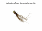 Yellow Coneflower