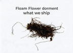 Floam Flower