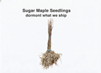Sugar Maple Seedlings
