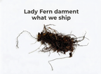 Lady Fern