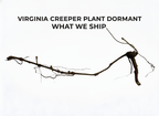 Virginia Creeper Plant