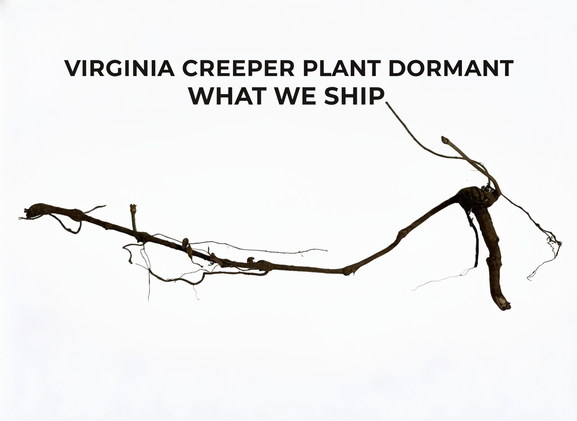 Virginia Creeper Plant
