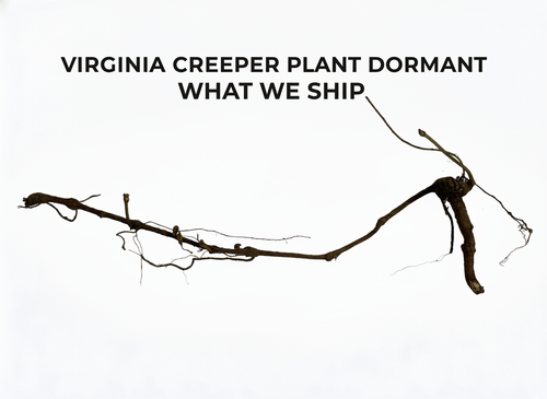 Virginia Creeper Plant