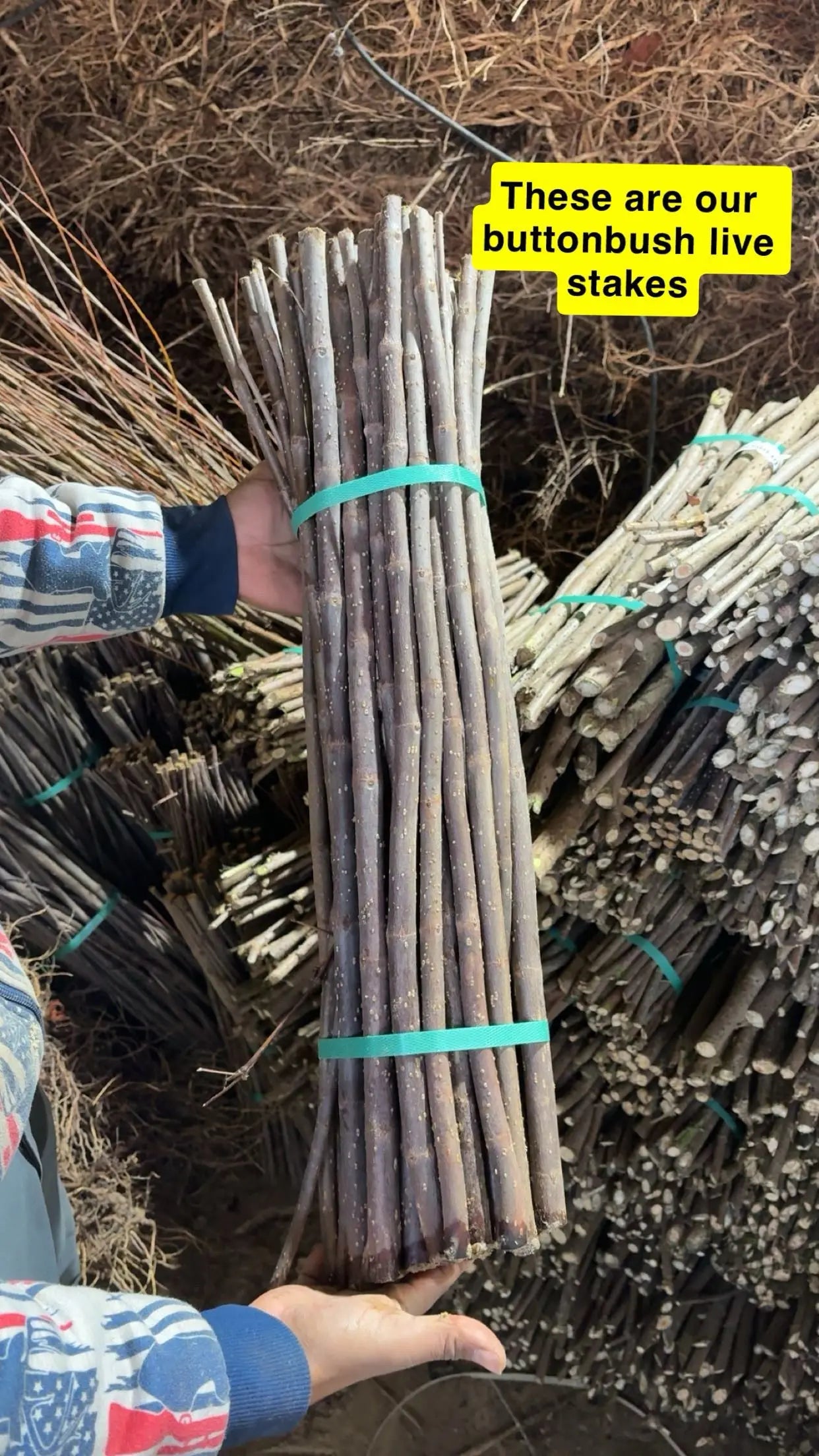 Bundle of natural slender Buttonbush live stakes tied with teal bands