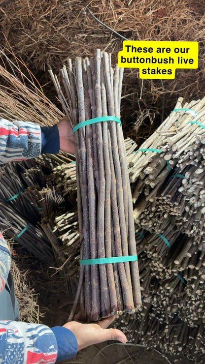 Bundle of natural slender Buttonbush live stakes tied with teal bands