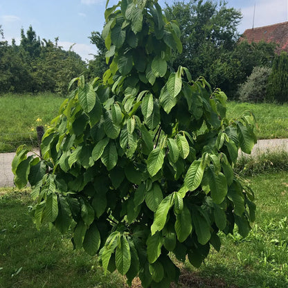 Lush Paw Paw Tree with vibrant green leaves in sunny grassy yard