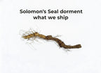 Solomon's Seal
