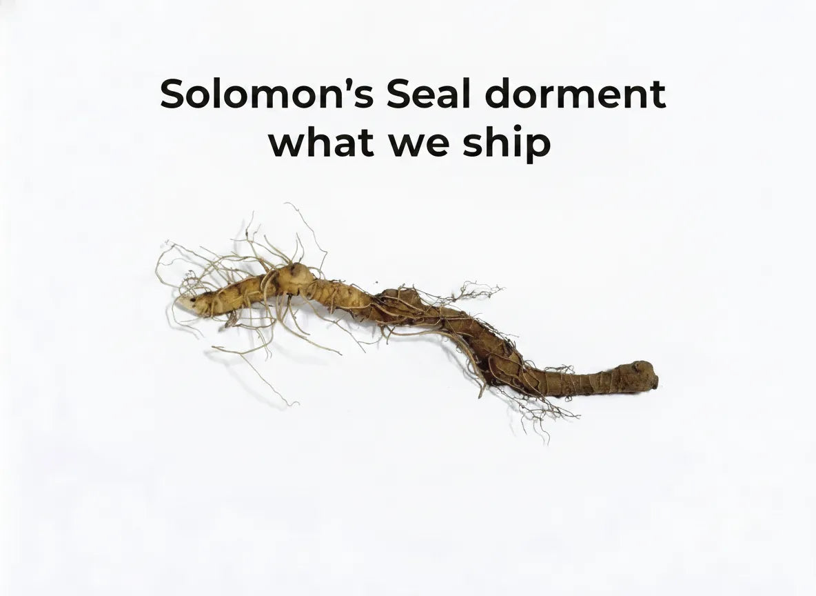 Solomon's Seal