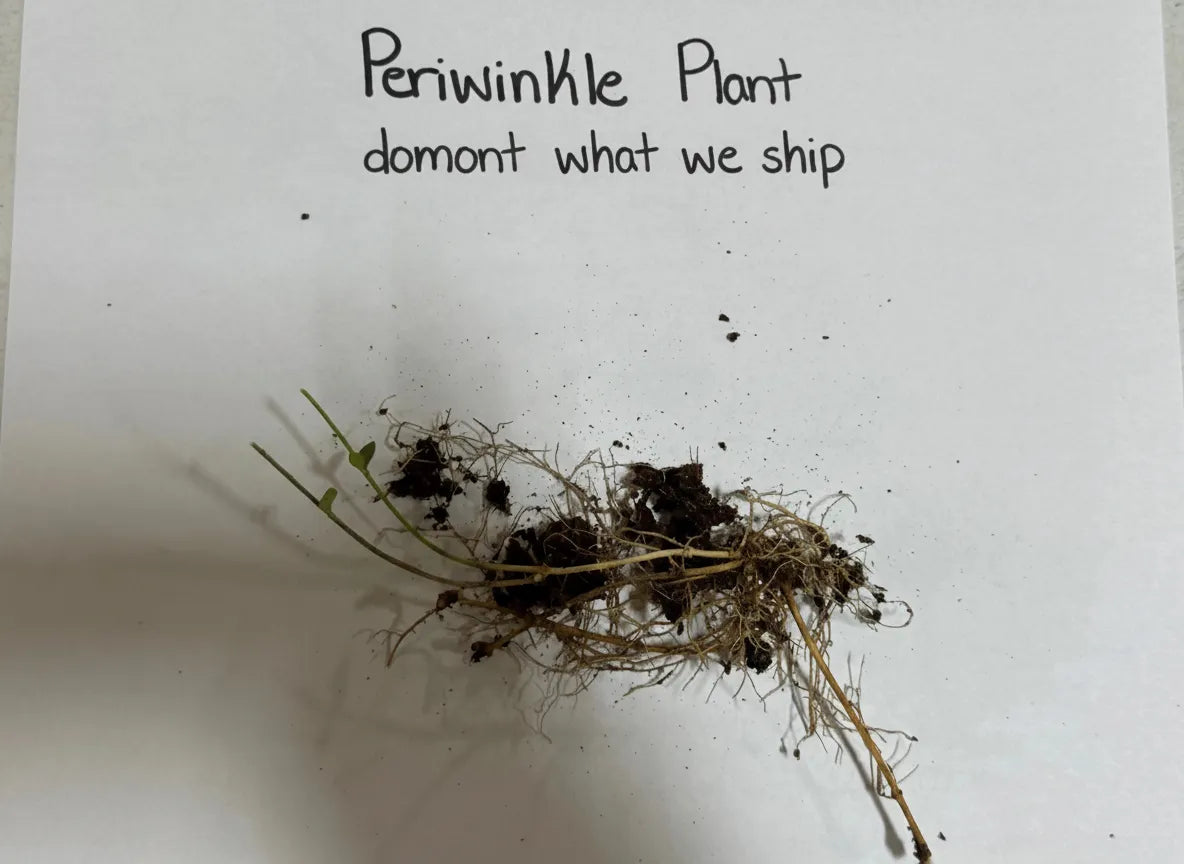 Periwinkle Plant