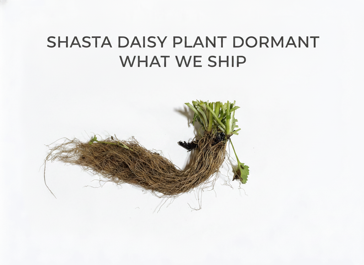 Shasta Daisy Plant
