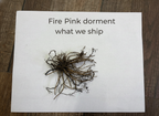 Fire Pink