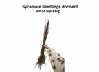 Sycamore Seedlings