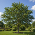 A cedar elm tree with a sturdy textured trunk and lush green foliage under a clear blue sky