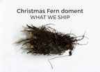 Christmas Fern