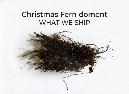 Christmas Fern