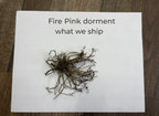 Fire Pink