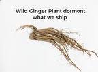 Wild Ginger Plant